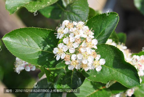 Chokeberry,flowers（Aronia,melanocarpa）