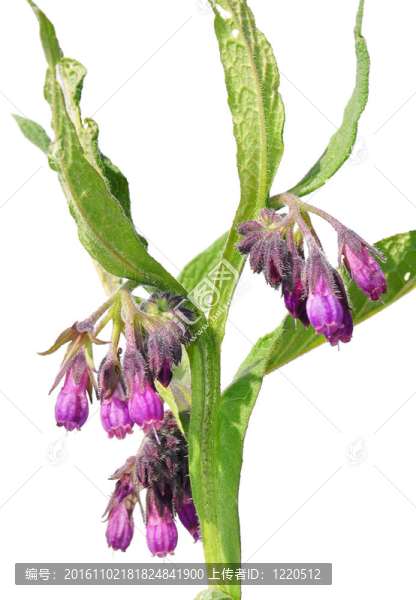 紫草（聚合草）