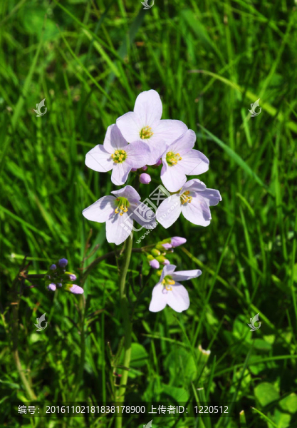 杜鵑花（Cardamine,pratensis）