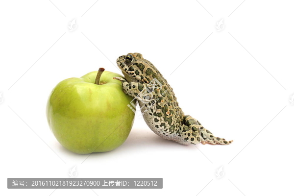 青蛙和蘋果