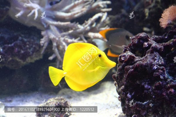 異國情調(diào)的魚