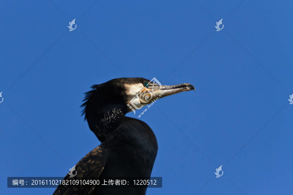鸕鶿（Phalacrocorax,carbo）