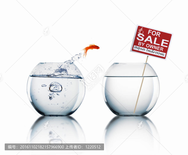在一個魚缸里的金魚