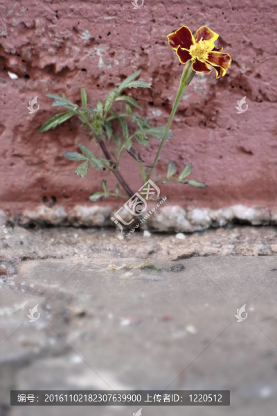 金盞花