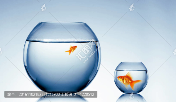 在一個魚缸里的金魚