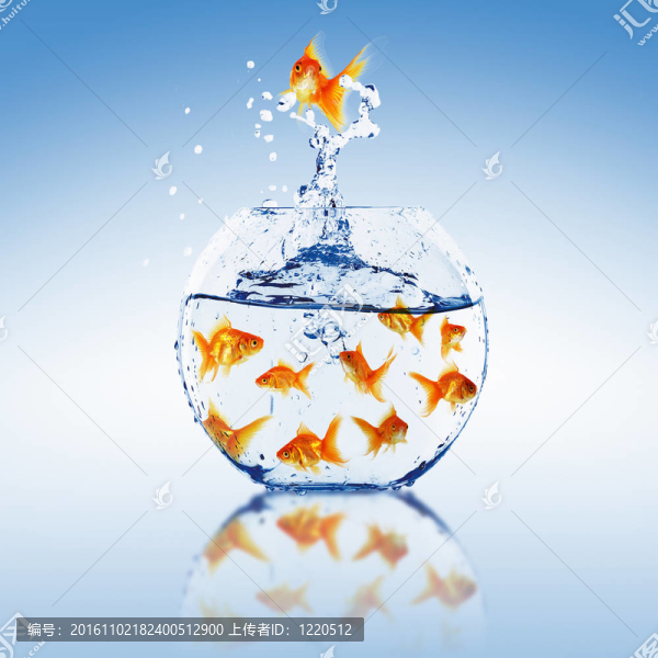金色的魚在一起