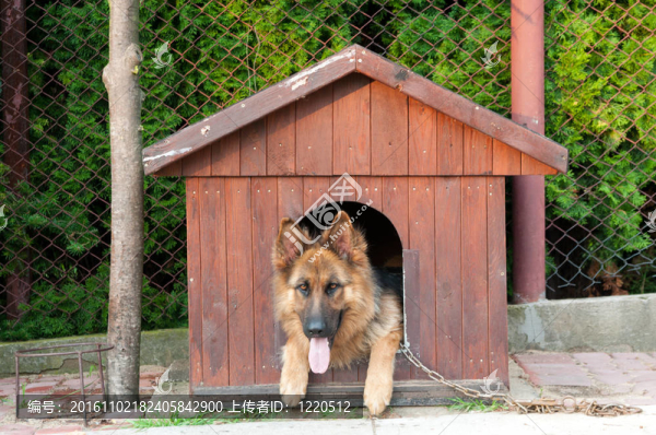 德國牧羊犬和木doghuse