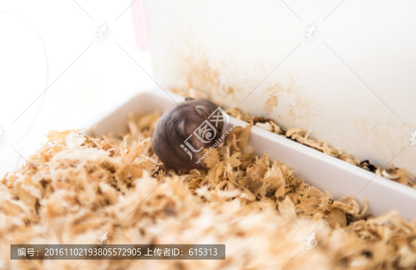 小倉鼠,動物,寵物,鼠類