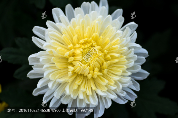 菊花