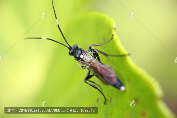 虻