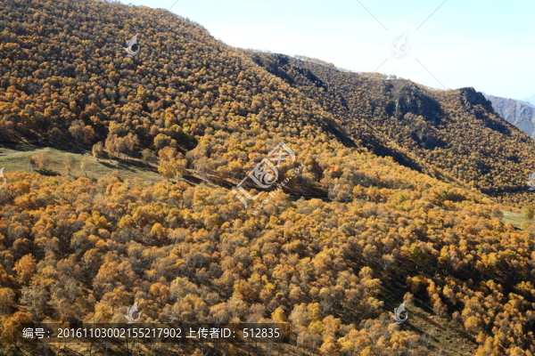 白樺林