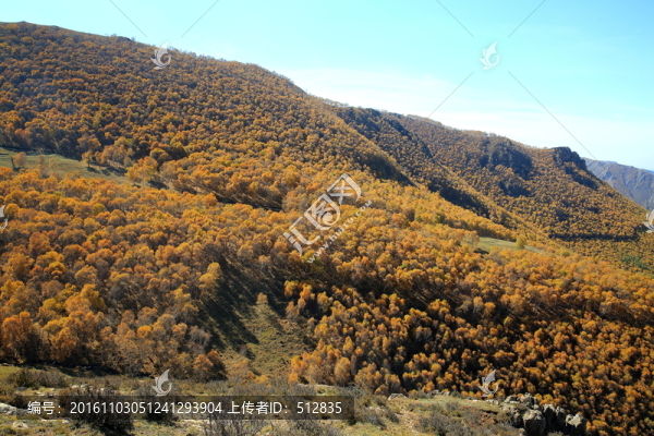 白樺林