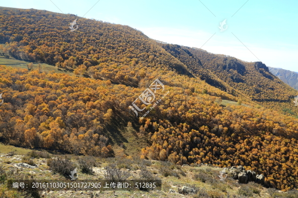 井爾梁