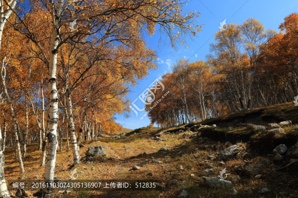 白樺林
