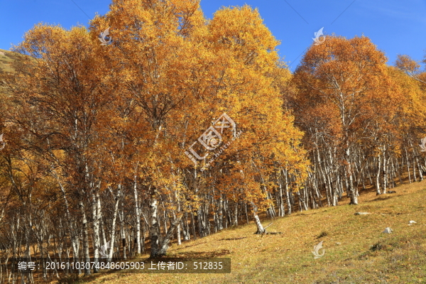 白樺樹