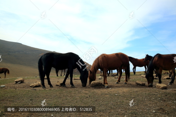 馬群
