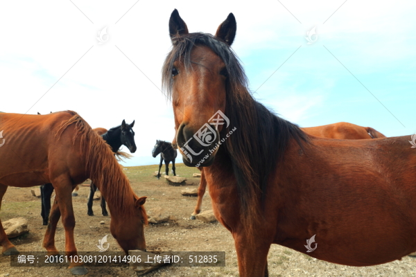 馬