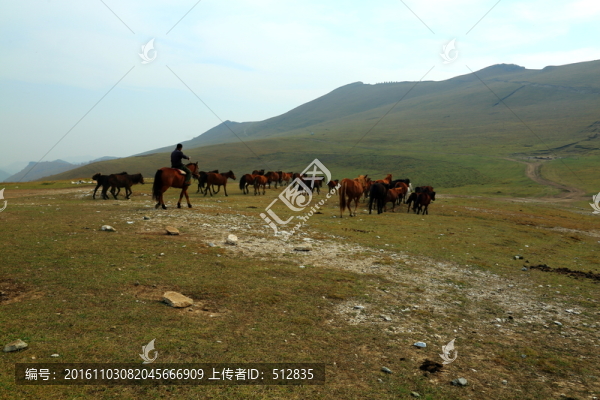 牧馬