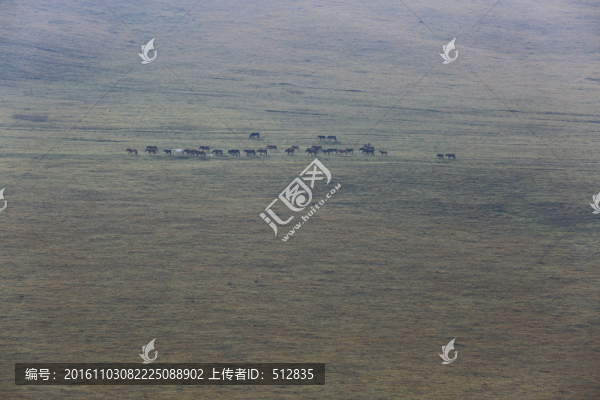 牧馬