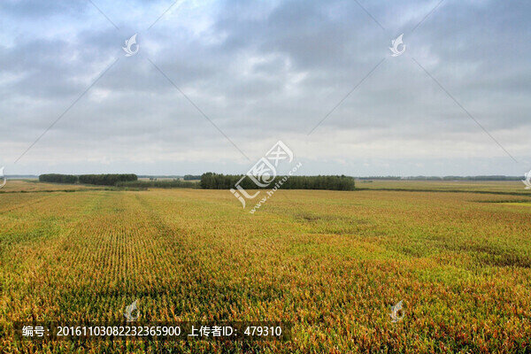 玉米地,豐收,大地