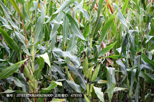 玉米地,豐收,大地