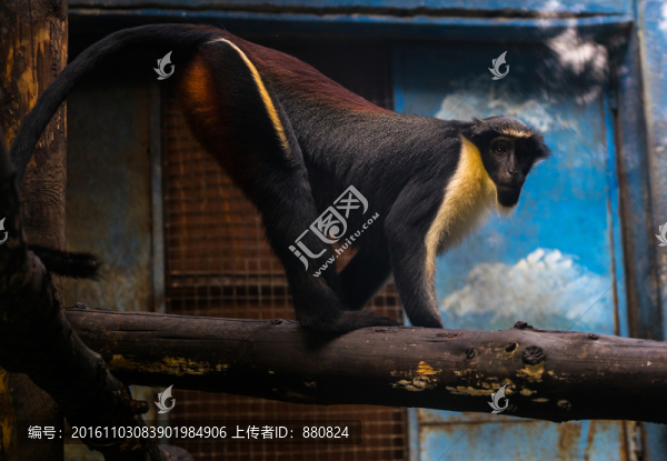 白須長(zhǎng)尾猴