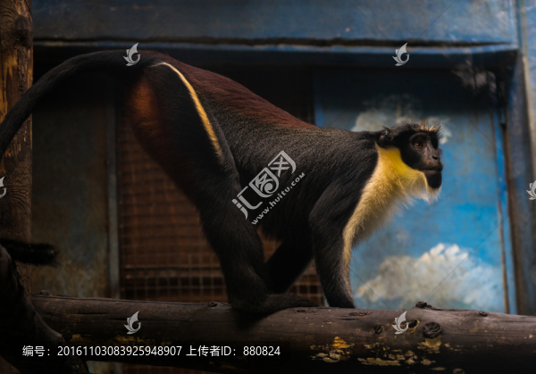 白須長(zhǎng)尾猴