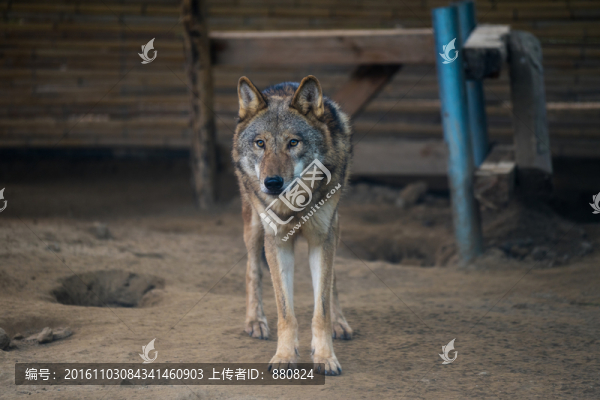 狼