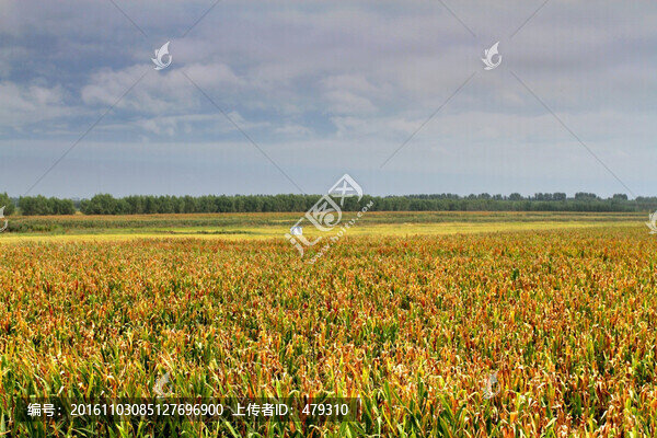 玉米地,豐收,大地,苞米地