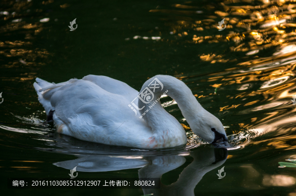 天鵝