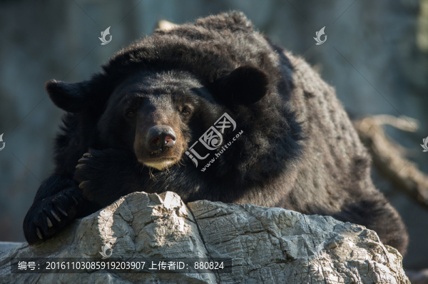 黑熊