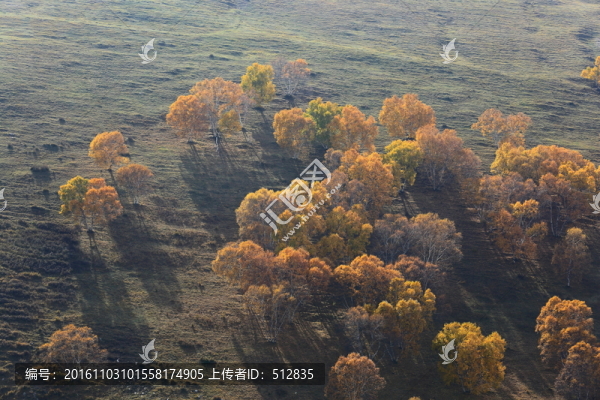 白樺林