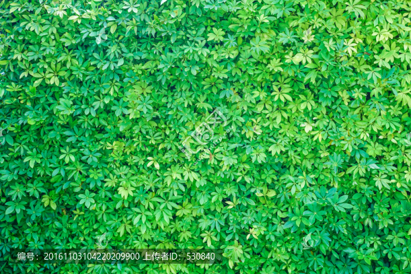 植物墻