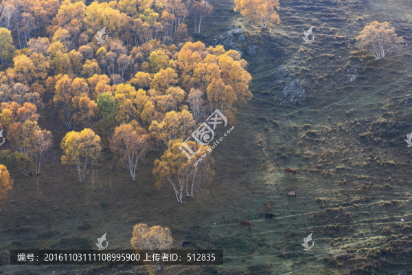 秋天白樺林