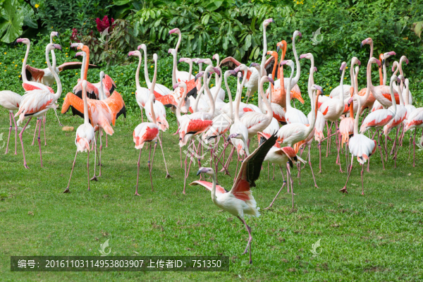 一群火烈鳥