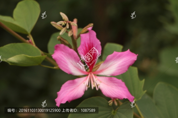 羊蹄甲