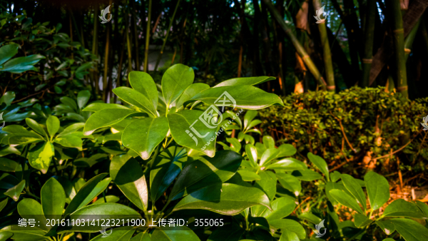 望江公園