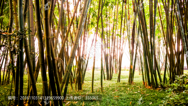 望江公園