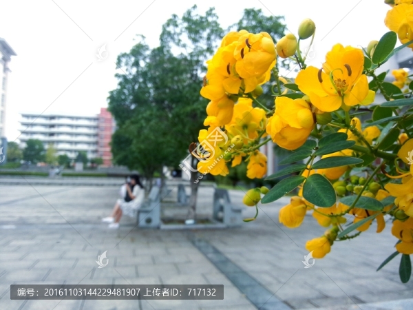 決明子花