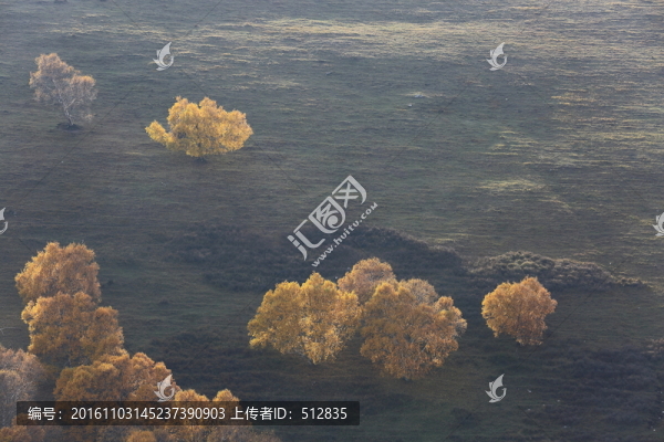 白樺林