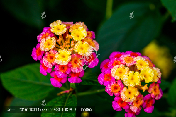 望江公園