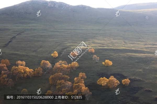 白樺林
