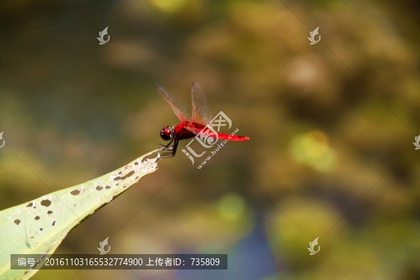紅蜻蜓