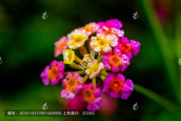 七彩花