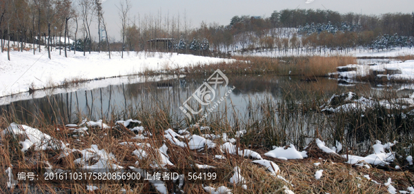 北京奧森公園,,濕地冬天
