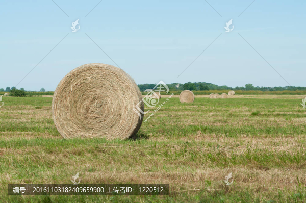 夏季農(nóng)田秸稈卷
