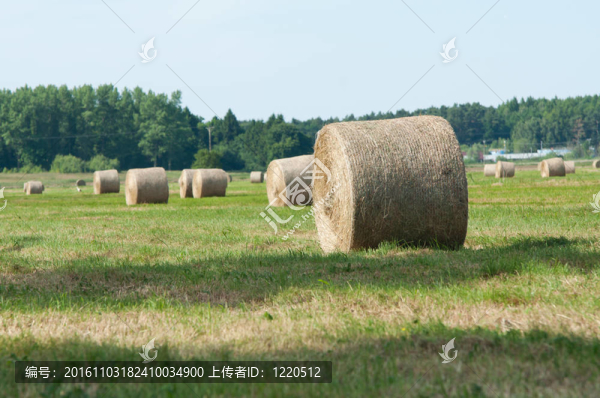 夏季農(nóng)田秸稈卷