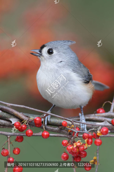 棲息的鳥