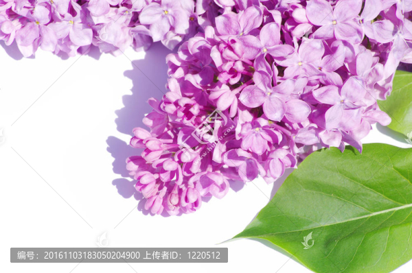 丁香花
