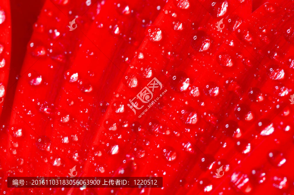 非洲菊
